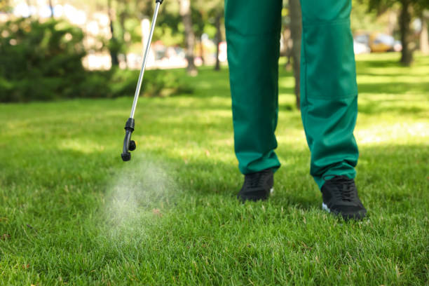 Best Ant Control Services  in Lochbuie, CO