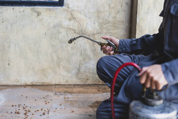 Best Wasp Removal Services  in Lochbuie, CO